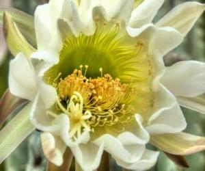 Puzzle Cactus Flower